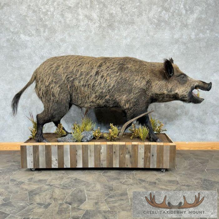 Wild Boar Taxidermy Life-Size Mount For Sale - Creel Taxidermy