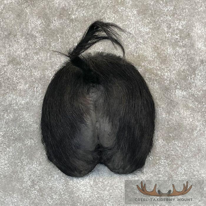 Wild Boar Rump Taxidermy Mount For Sale