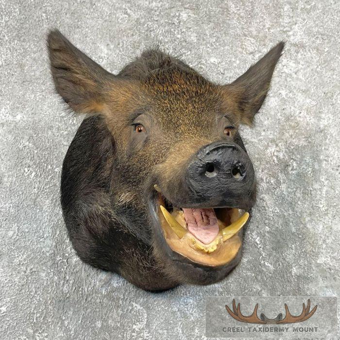Wild Boar Taxidermy Shoulder Mount For Sale