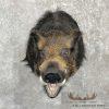 Wild Boar Taxidermy Shoulder Mount For Sale