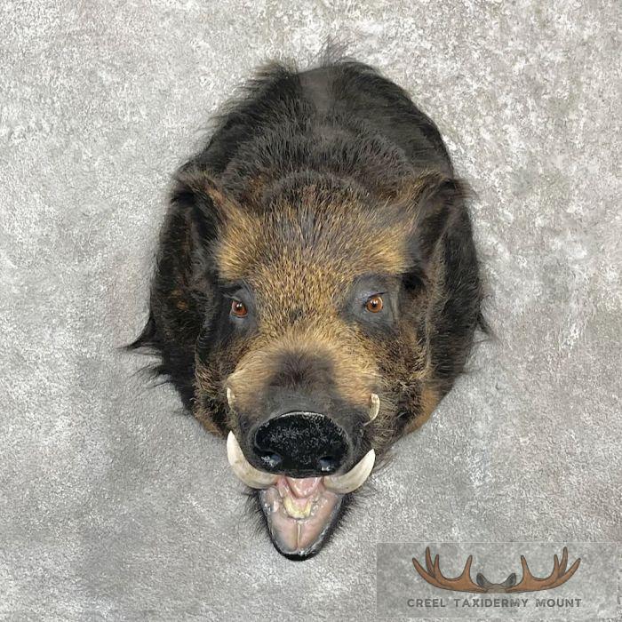 Wild Boar Taxidermy Shoulder Mount For Sale