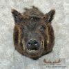 Wild Boar Taxidermy Shoulder Mount For Sale