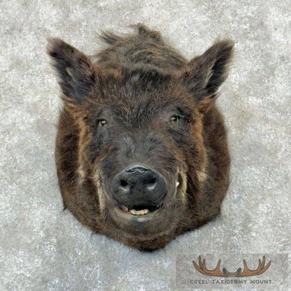Wild Boar Taxidermy Shoulder Mount For Sale