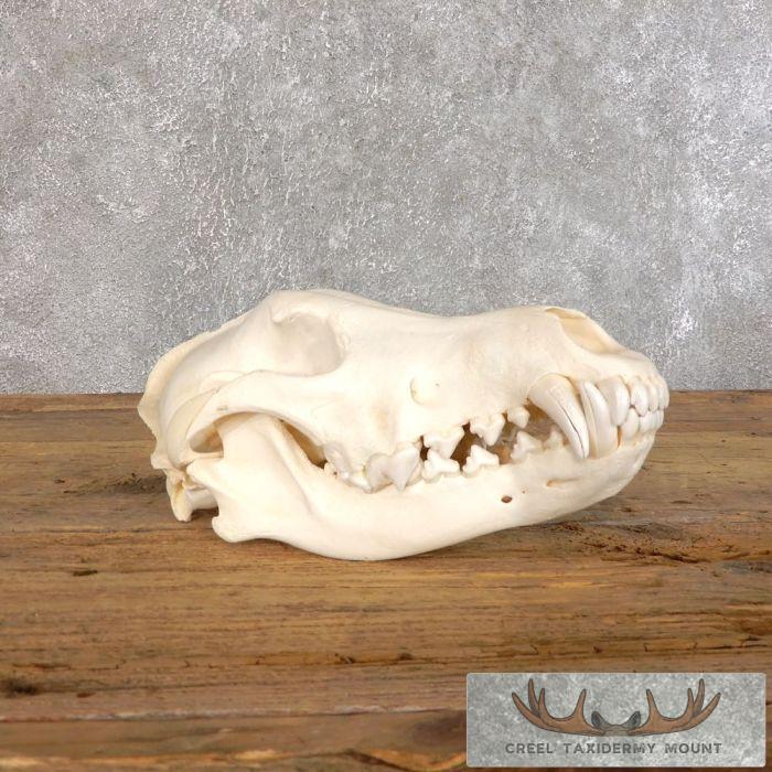 Taxidermy Wolf Skull Mount For Sale