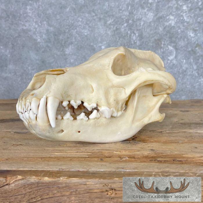 Wolf Full Skull For Sale