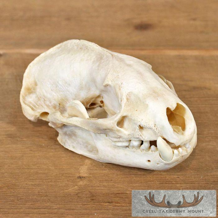 Badger Skull