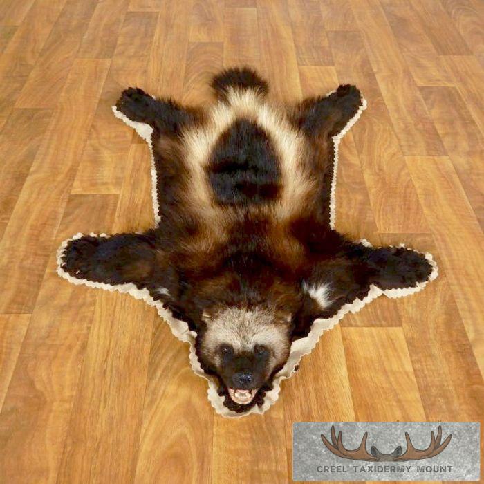 Alaskan Wolverine Rug Taxidermy Mount For Sale - Creel Taxidermy