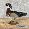 Wood Duck Taxidermy Bird Mount For Sale