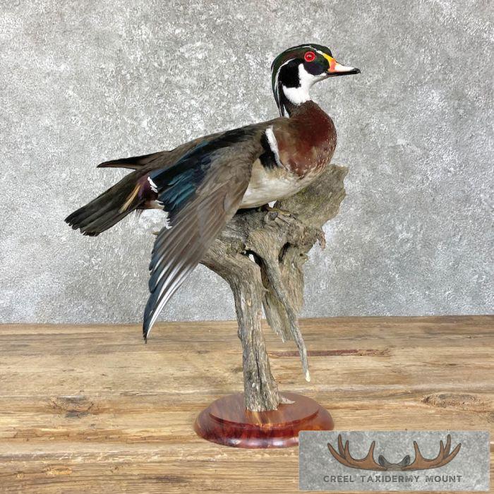 Wood Duck Taxidermy Bird Mount For Sale