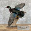 Wood Duck Taxidermy Bird Mount For Sale