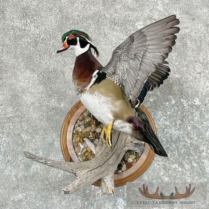Wood Duck Taxidermy Bird Mount For Sale