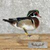 Wood Duck Taxidermy Bird Mount For Sale