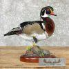 Wood Duck Taxidermy Bird Mount For Sale