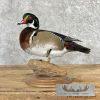 Wood Duck Taxidermy Bird Mount For Sale
