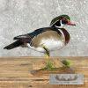 Wood Duck Taxidermy Bird Mount For Sale