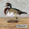 Wood Duck Taxidermy Bird Mount For Sale