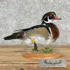 Wood Duck Taxidermy Bird Mount For Sale