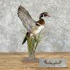 Wood Duck Taxidermy Bird Mount For Sale