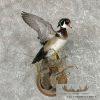Wood Duck Taxidermy Bird Mount For Sale