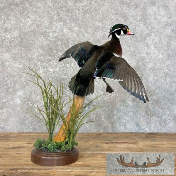 Wood Duck Taxidermy Bird Mount For Sale