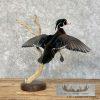 Wood Duck Taxidermy Bird Mount For Sale