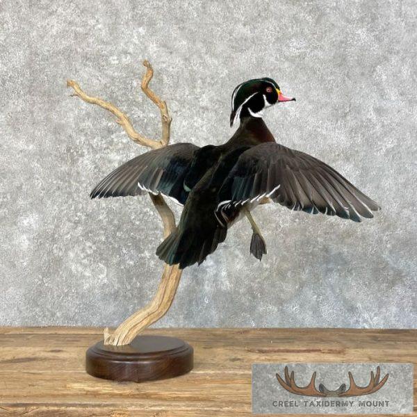 Wood Duck Taxidermy Bird Mount For Sale