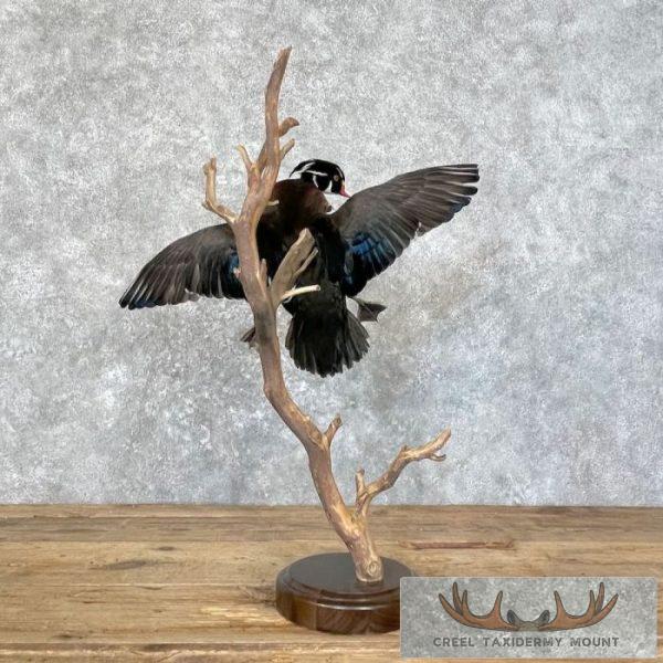 Wood Duck Taxidermy Bird Mount For Sale - Image 2
