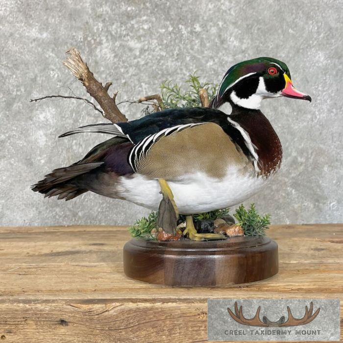 Wood Duck Taxidermy Bird Mount For Sale