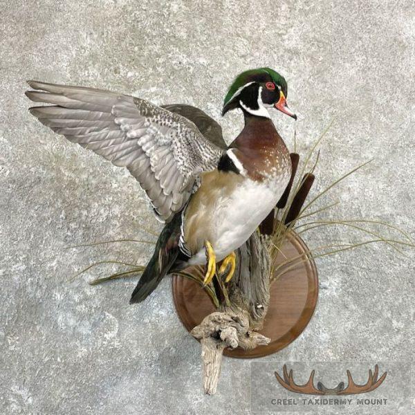 Wood Duck Taxidermy Bird Mount For Sale
