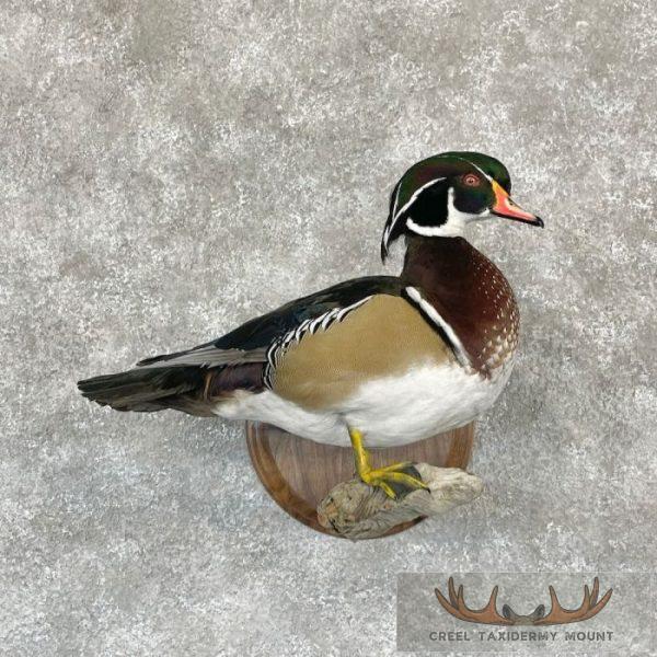 Wood Duck Taxidermy Bird Mount For Sale