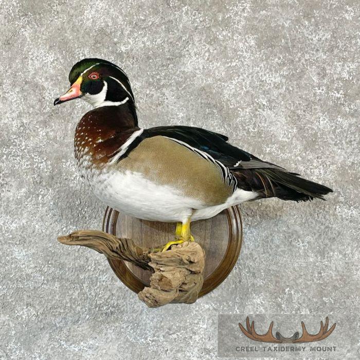 Wood Duck Taxidermy Bird Mount For Sale