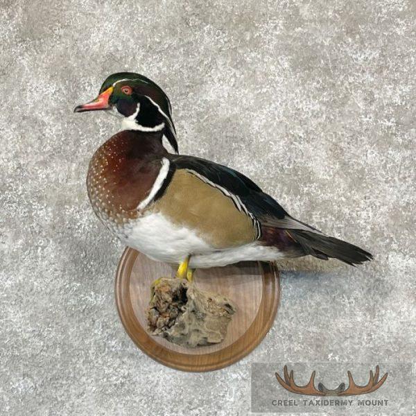 Wood Duck Taxidermy Bird Mount For Sale