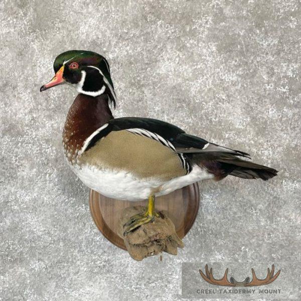 Wood Duck Taxidermy Bird Mount For Sale