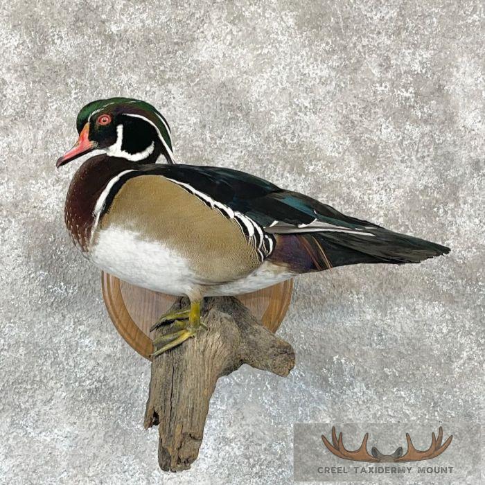 Wood Duck Taxidermy Bird Mount For Sale