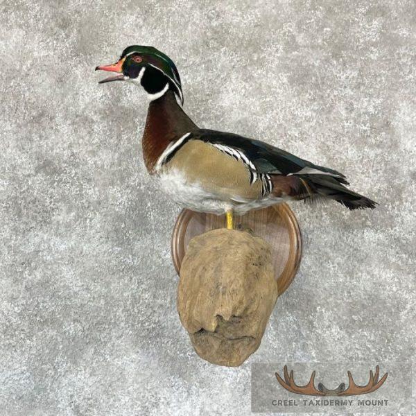 Wood Duck Taxidermy Bird Mount For Sale