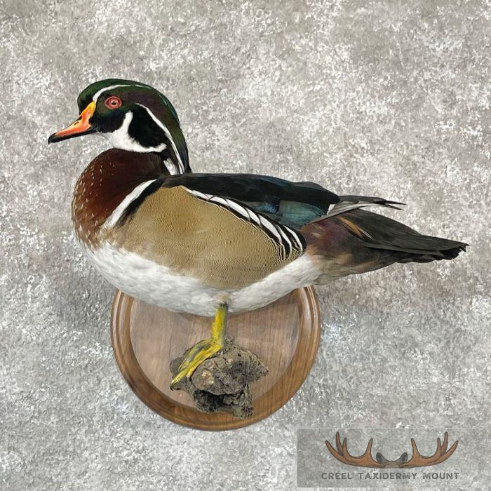 Wood Duck Taxidermy Bird Mount For Sale