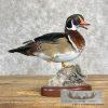 Wood Duck Taxidermy Bird Mount For Sale