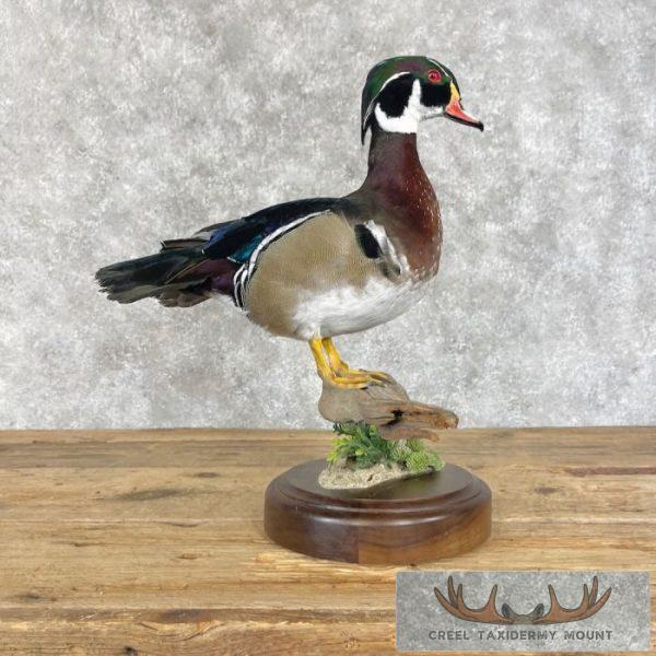 Wood Duck Taxidermy Bird Mount For Sale