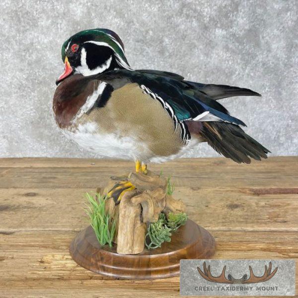 Wood Duck Taxidermy Bird Mount For Sale