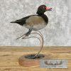 Wood Duck Cross Taxidermy Bird Mount For Sale