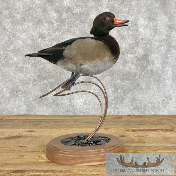 Wood Duck Cross Taxidermy Bird Mount For Sale