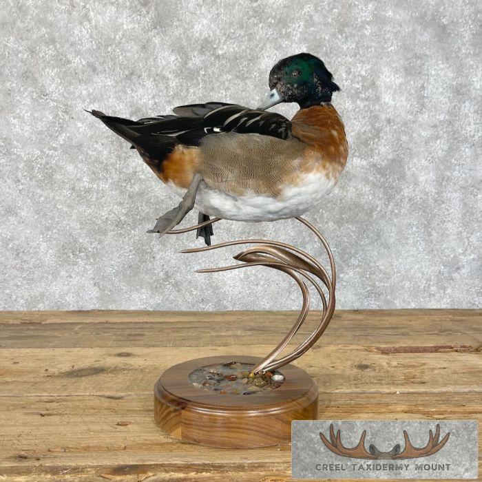 Wood Duck Cross Taxidermy Bird Mount For Sale