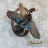 Wood Duck Drake Taxidermy Mount For Sale