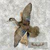 Wood Duck Hen Taxidermy Bird Mount For Sale
