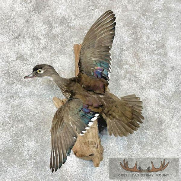 Wood Duck Hen Taxidermy Bird Mount For Sale