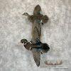 Wood Duck Pair Taxidermy Bird Mount For Sale