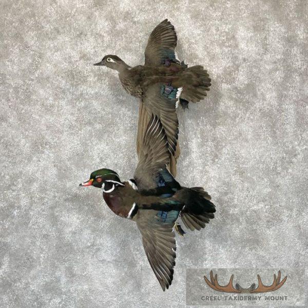 Wood Duck Pair Taxidermy Bird Mount For Sale