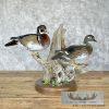 Wood Duck Pair Taxidermy Bird Mount For Sale