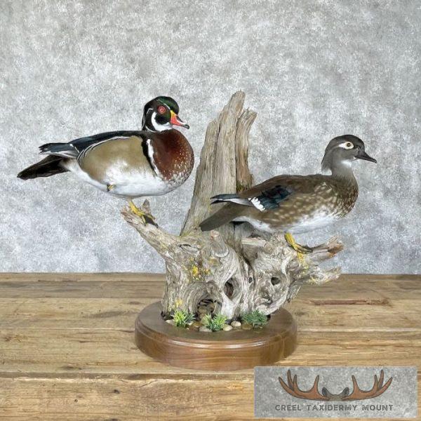 Wood Duck Pair Taxidermy Bird Mount For Sale