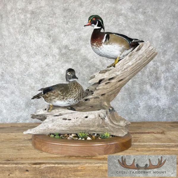 Wood Duck Pair Taxidermy Bird Mount For Sale
